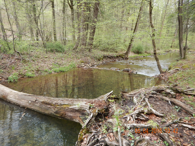 18.jpg -                                These deep pools held fish but you had to coax them to the surface.