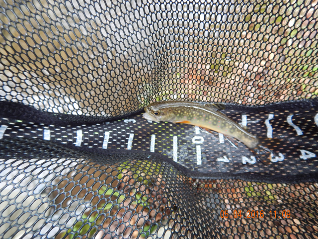 20.jpg -                                And, here is the fish.