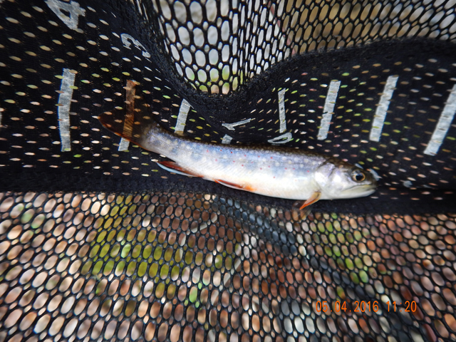 23.jpg -                                Like I said, we had no problem getting fish in the morning.  Here's another.