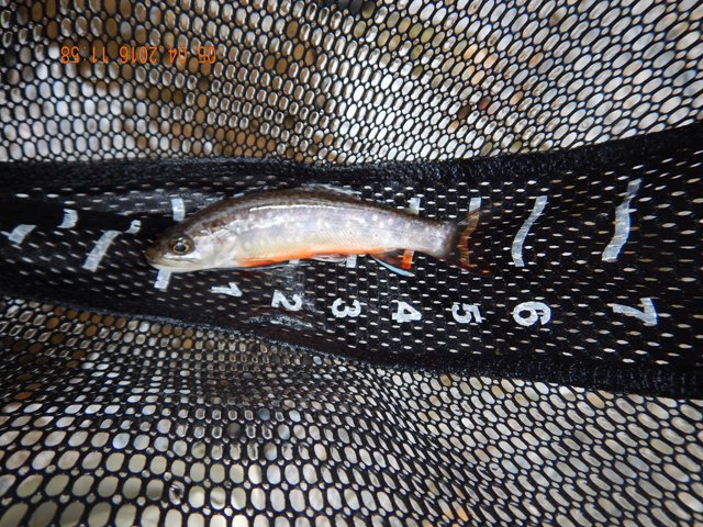27.jpg -                                The orange bellys really were much prettier in real life.  The pics just don't do the fish justice.