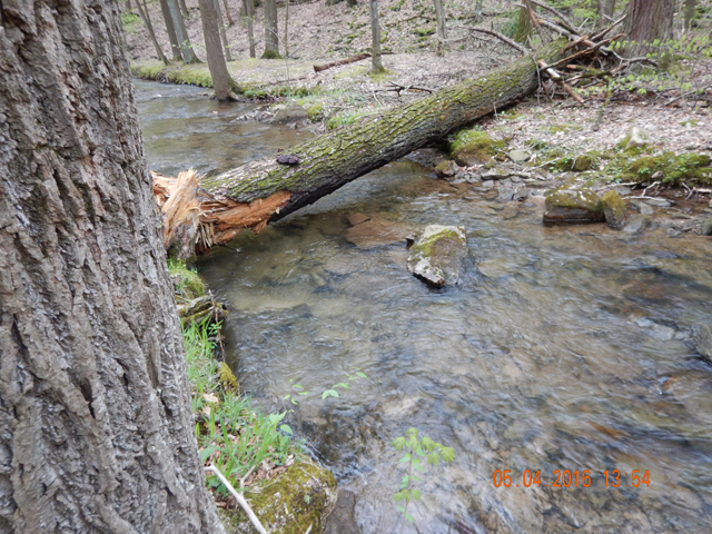 32.jpg -                                Most times, casting at this stream was not difficult.  Like most mountain streams there were areas that proved challenging.