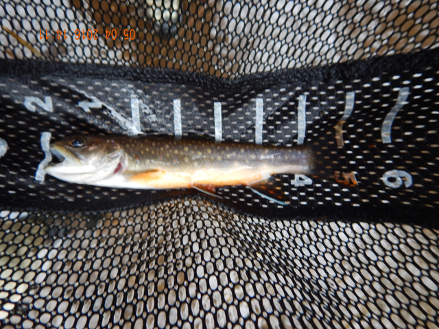 33.jpg -                                Ed got this 7 incher.