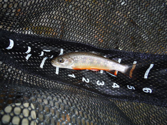 9.jpg - These fish are much more colorful than their stocked brothers and sisters.