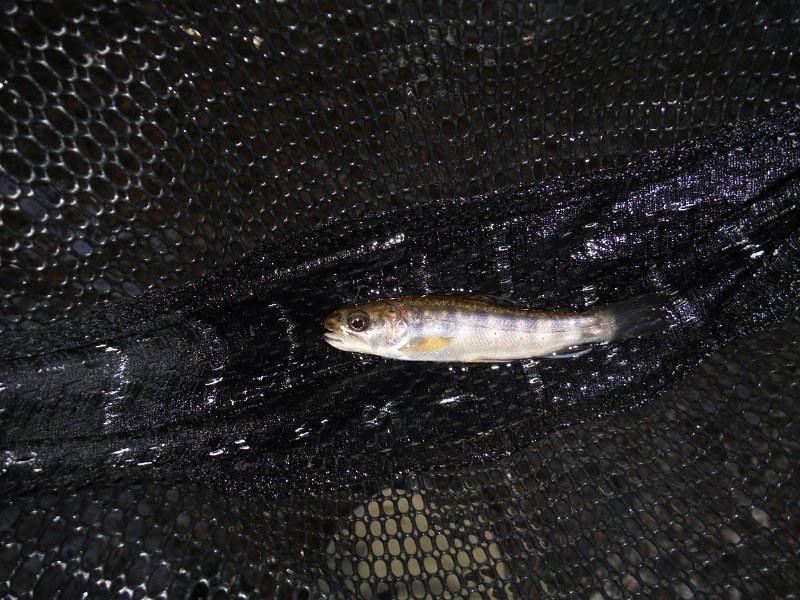 $Shaeffer001$.jpg - Ed caught this little brookie.