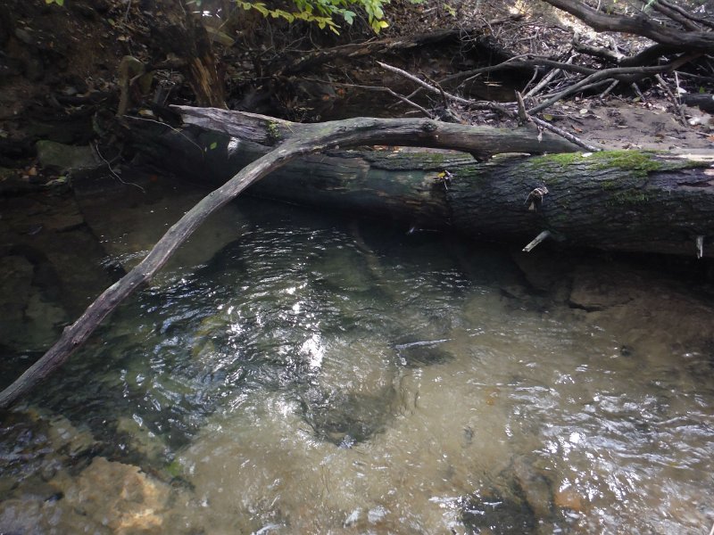 $Shaeffer007$.jpg - Looked like the fish were in their winter homes.  Sticking to the deepest holes was a productive tactic.