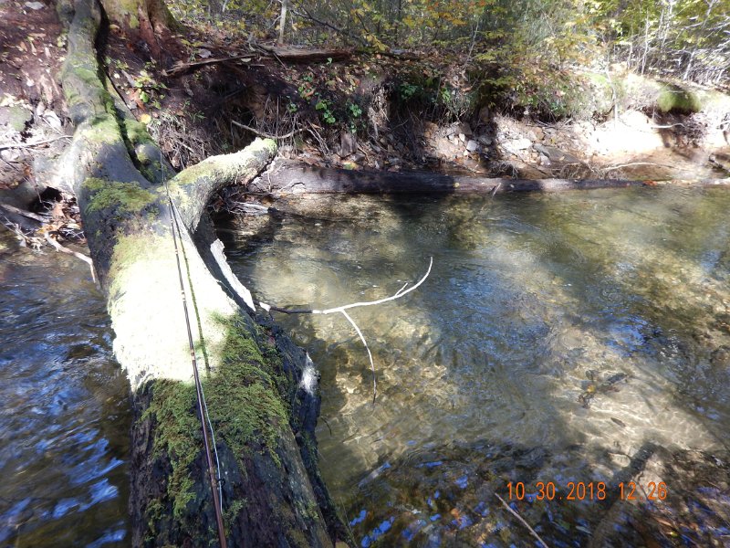 $Shaeffer013$.jpg - Had a few minnows and chubs from the lower section of this pool.