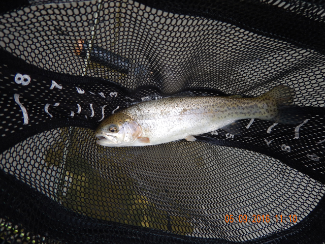 13.jpg -                                Another rainbow I got.  They wouldn't hit on anything specific.  One fly, one fish then change flies to get another.