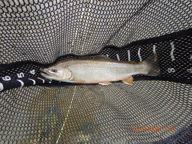 9.jpg -                                I got this 12 inch brookie.