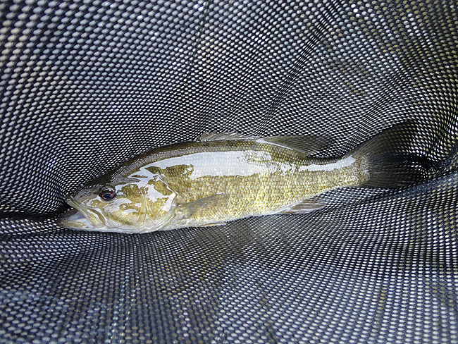 DSC00150001.jpg - Kettle Bass