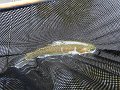 DSC00161001