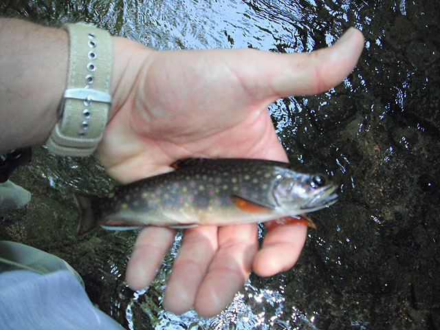 Another1forme.jpg - Dave's with a brookie