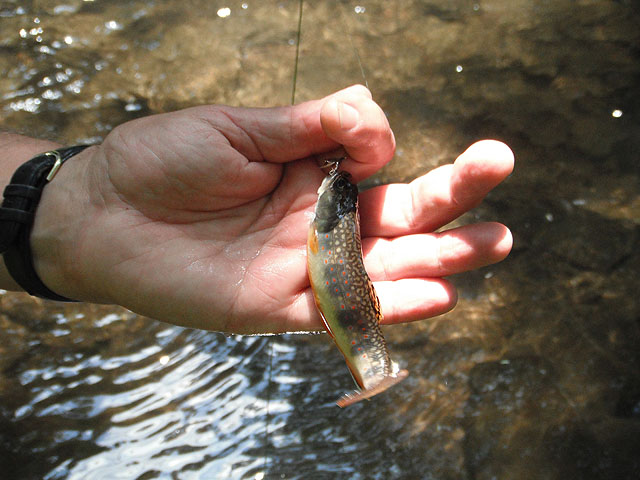 Anotherbrookie2.jpg