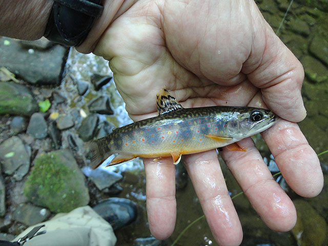DSC00908.jpg -                                One of my Brookies