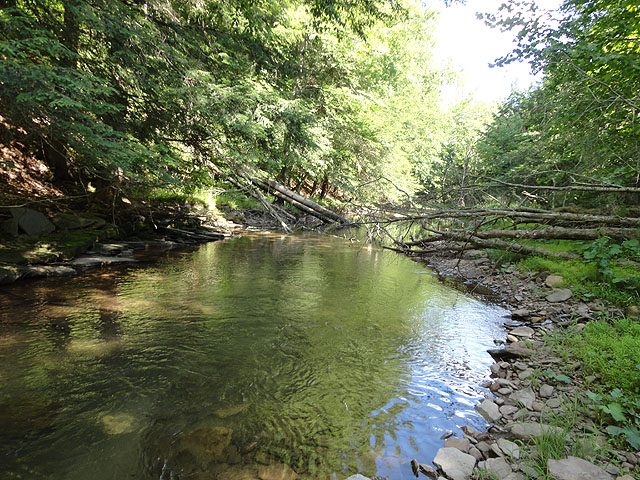 DSC00960.jpg -                                Back to the stream