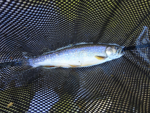 DSC00962.jpg -                                I got another Brookie