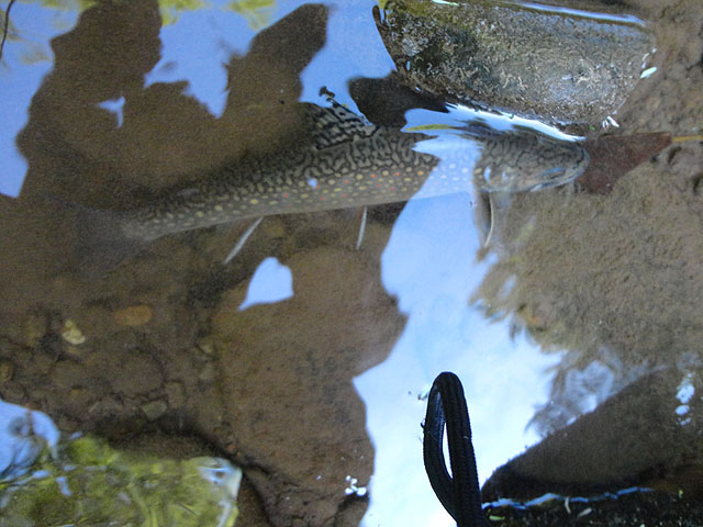 DSC00964.jpg - Brook Trout...just released.                               
