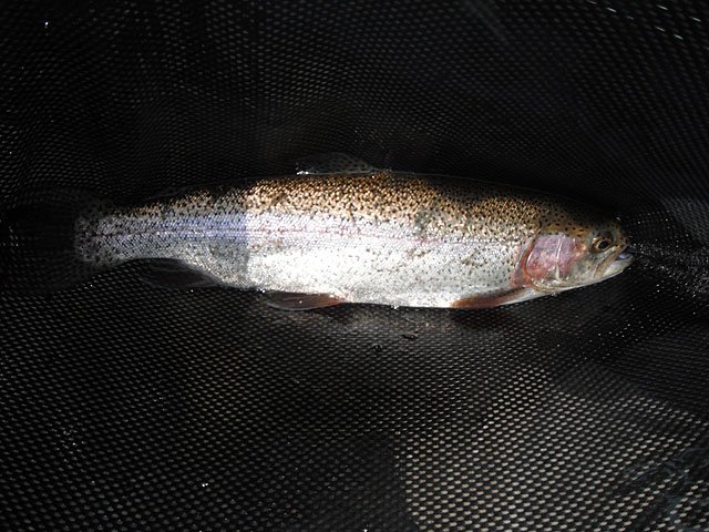 DSCF0213.jpg - One of my Rainbows