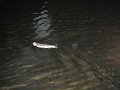 DaveRainbow1sttrout