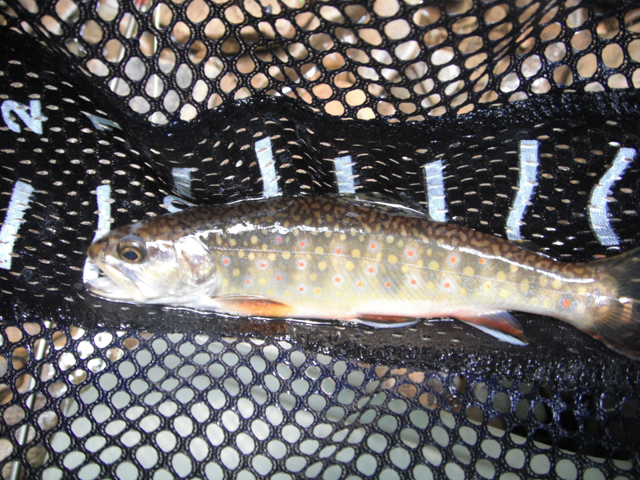 DSCF0430.jpg