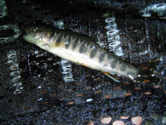 DSCF0437.jpg