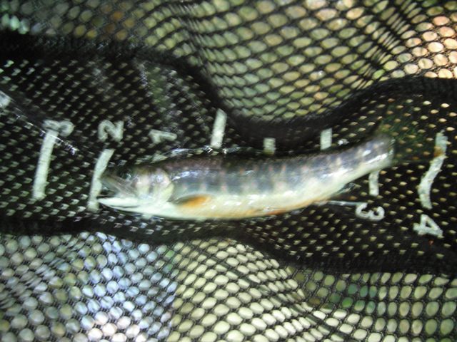 DSCF0453.jpg