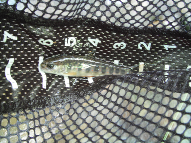 DSCF0458.jpg