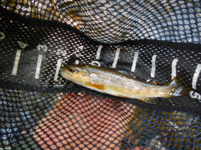 DSCN0154.jpg -                                Here's another 7 incher.  Healthy fish and a healthy stream.