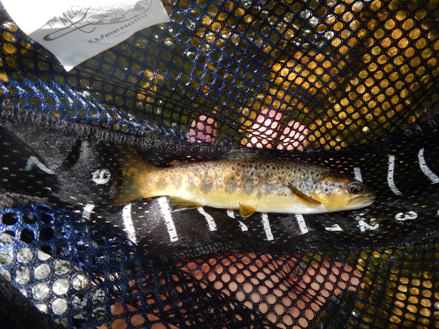 DSCN0161.jpg -                                An honest 8 incher for Dave.