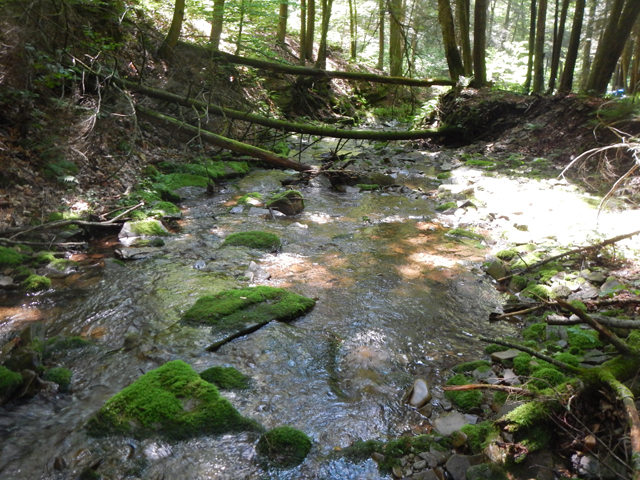 DSCN0171.jpg -                                This pic was from Doc Greene Run.