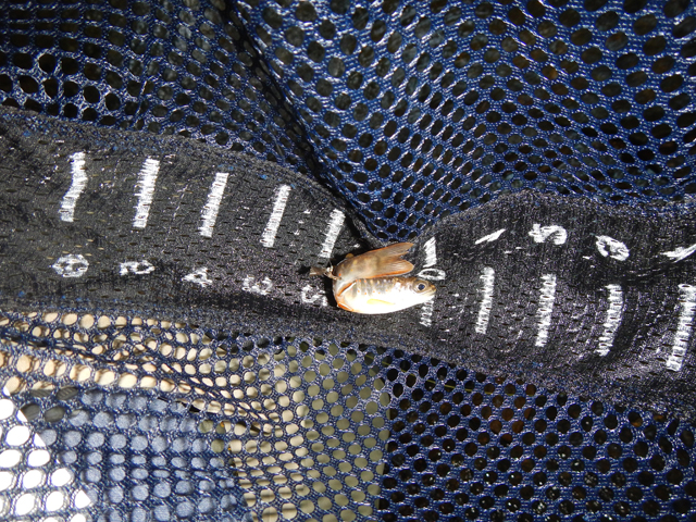 DSCN0177.jpg -                                Dave found it necessary to foul hook this one just to keep up with me.