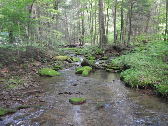DSCN0179.jpg -                                A picture of where Doc Green run enters Trout Run.  We got a few fish right here.