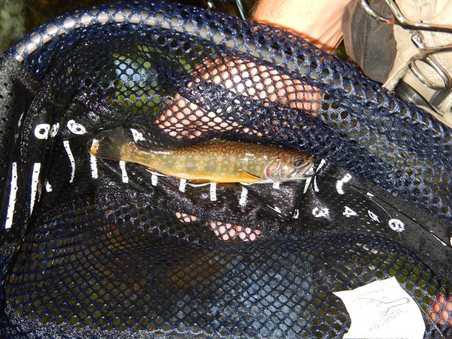 DSCN0189.jpg -                                Got to say, this looks like a solid 8 incher but it really was 7.  Still, a nice one.