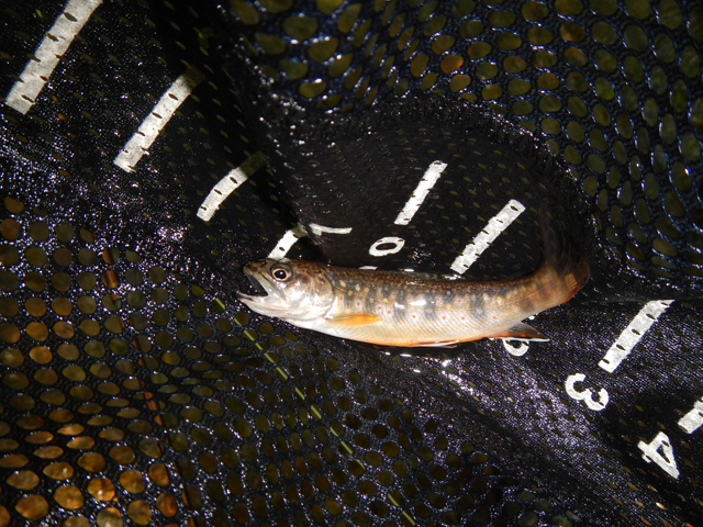 DSCN0190.jpg -                                Every once in a while I took pictures of the fish I was catching too!