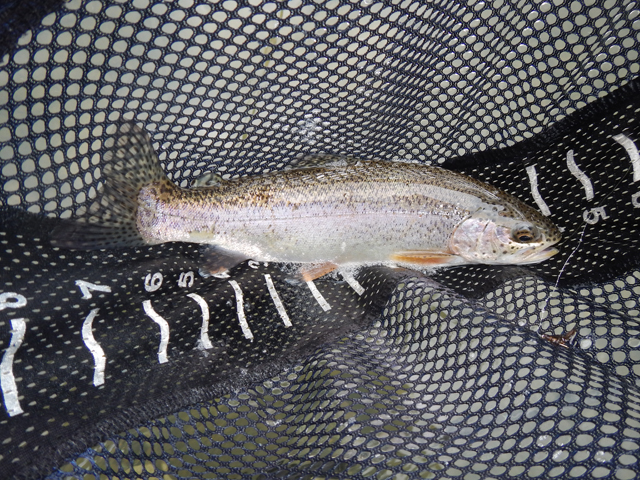DSCN0204.jpg -                                I did well at Leidy.  Got this nice Rainbow.