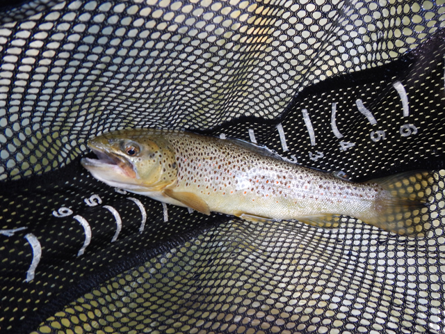 DSCN0270.jpg -                                I got this brown at Leidy on our way home.  We could resist wetting a line just one more time.