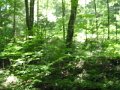 DSCF0447