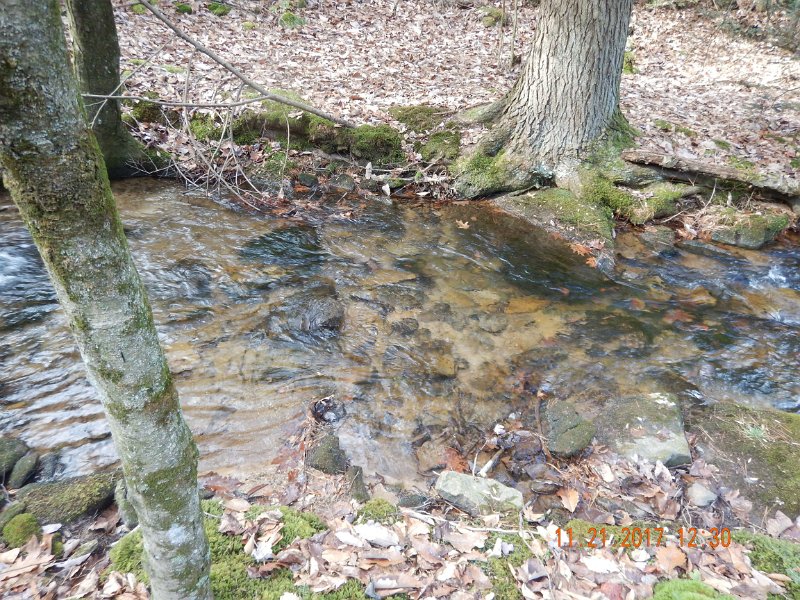 DSCN2786.jpg - The stream water was clear.