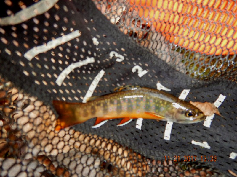 DSCN2790.jpg - Nice little brookie.