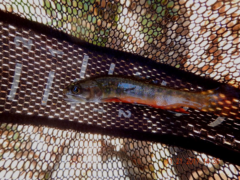 DSCN2798.jpg - This was a skinny little fish but still pretty.