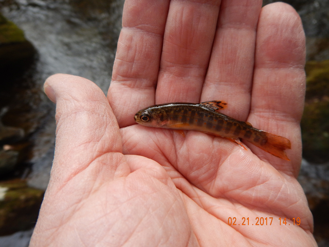 DSCN1853.jpg -                       Guess I had the record for the smallest fish of the day.  Must have strayed out of the nursery.         