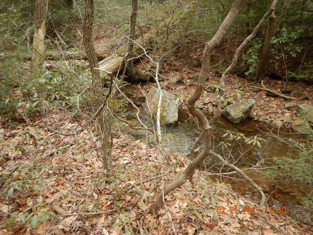DSCN1860.jpg -                              In some places, the banks were lined with mountain laurel and sticker bushes making it difficult to get to the stream.  