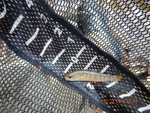 DSCN1866.jpg -                                At times Gary had one on at the same time I did so we couldn't get pics of all the fish.
