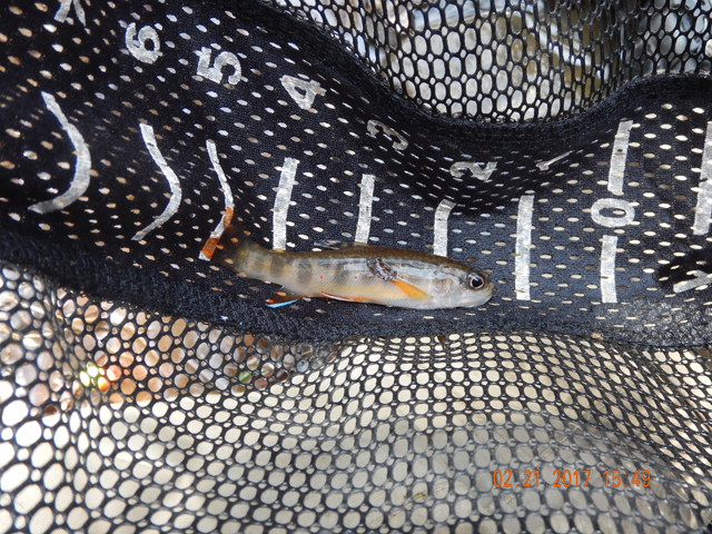 DSCN1867.jpg -                           It was fun catching them none the less.     