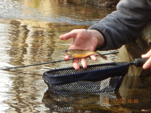DSCN1868.jpg -                                This was probably the nicest fish of the day.  Gary was a distance off when I took this shot. Actually, I think it came out pretty well.