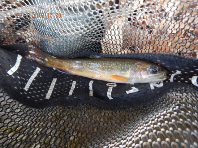 DSCN1871.jpg -                                Hard to tell but this was about a 7 inch fish.