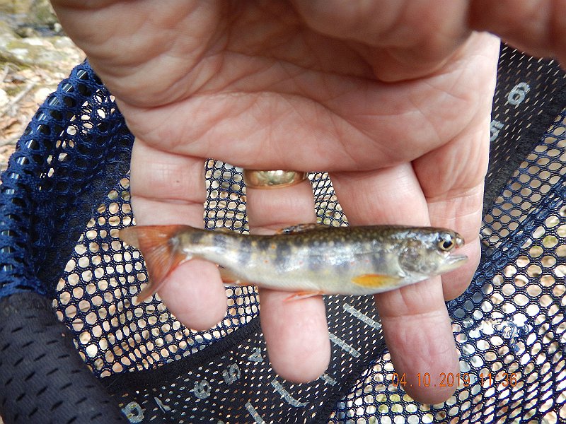 $StoneCabin2001$.jpg - The day started well.  First fish on the first cast. Thought this would be a banner day.
