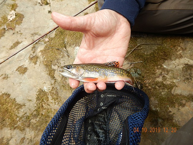 $StoneCabin2005$.jpg - I got two nice ones in rapid order.  Guess they liked what I was fishing with at the moment.