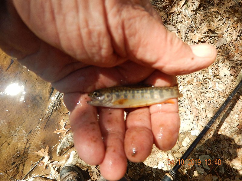 $StoneCabin2012$.jpg - I got this one.  Had to be the smallest of the day.  Think I hit the nursery.