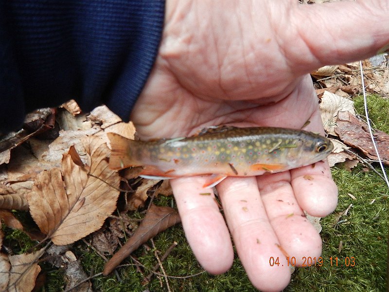 $StoneCabin2025$.jpg - Yet, we kept catching fish.