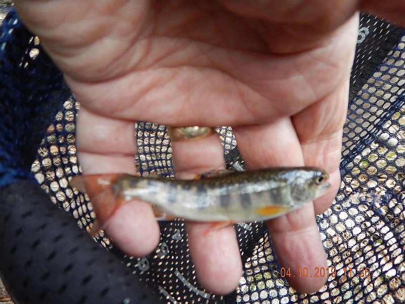 $StoneCabin2027$.jpg - They weren't all vividly colored but they are brook trout none the less.